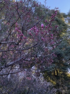 IMG_9246.jpg